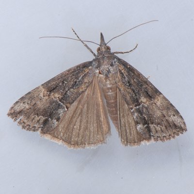 MD040409-11