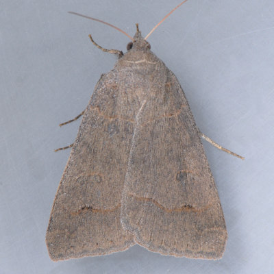8591 Common Oak Moth -  Phoberia atomaris