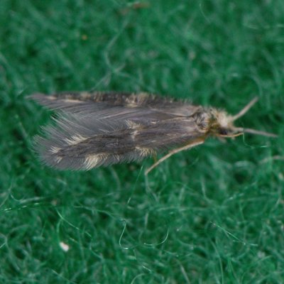 Microcaddisfly  - Hydroptila armata