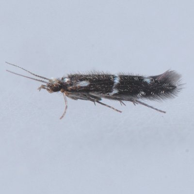 MD051909-1