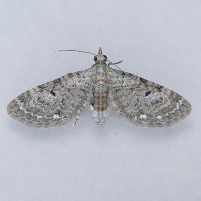 7474 Common Eupithecia - Eupithecia miserulata