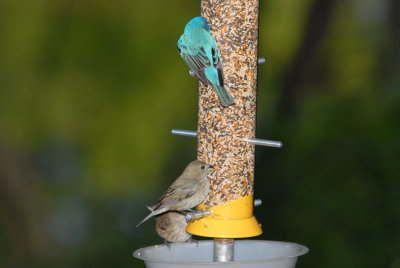 Indigo Buntings at Modified Thistle Seed Feeder