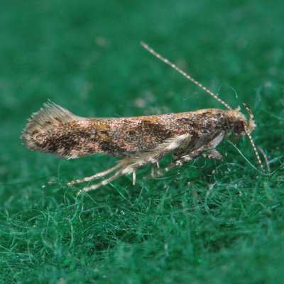 1762  Aristotelia rubidella