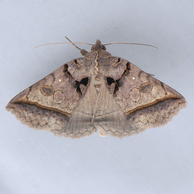 8747  Black Bit Moth  Celiptera frustulum