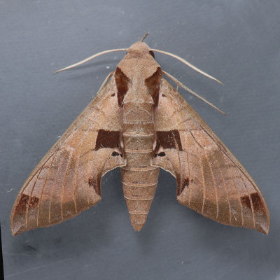 7861  Achemon Sphinx Moth  Eumorpha achemon