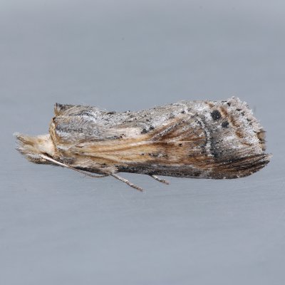 7957 Black-spotted Prominent - Dasylopha anguina