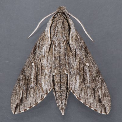 7793  Plebian Sphinx Moth  Paratrea plebeja