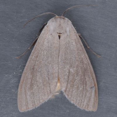 8238   Milkweed Tussock Moth - Euchaetes egle