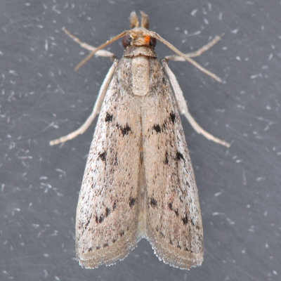 Goya Stictella
