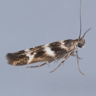 1678 Scythris trivinctella