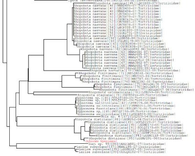 Example of Relationship tree