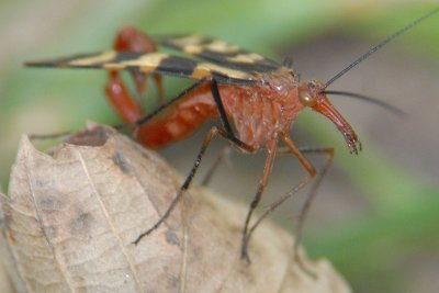 Scorpion Fly