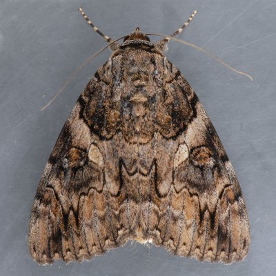 8771 Penitent Underwing - Catocala piatrix