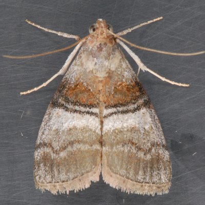 5604 Sycamore Webworm Moth  Pococera militella