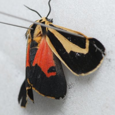8170 Banded Tiger   Apantesis vittata ***