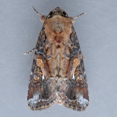 9670 Velvet Armyworm  Spodoptera latifascia