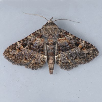 8499  Common Fungus Moth - Metalectra discalis