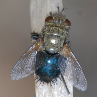 Blow Fly ?