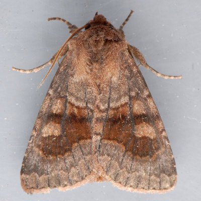 10524 Bronzed Cutworm Moth - Nephelodes minians