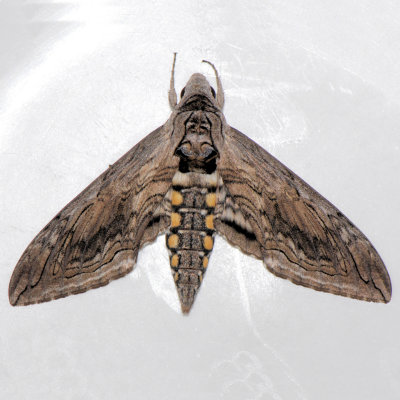 7776 Five-spotted Hawkmoth - Manduca quinquemaculata