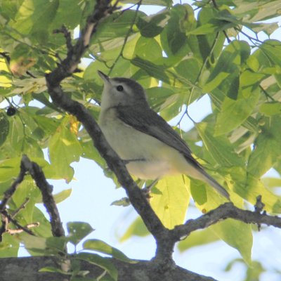 Warbling Vireo ??