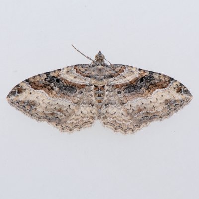 7416  Bent-line Carpet female - Orthonama centrostrigaria