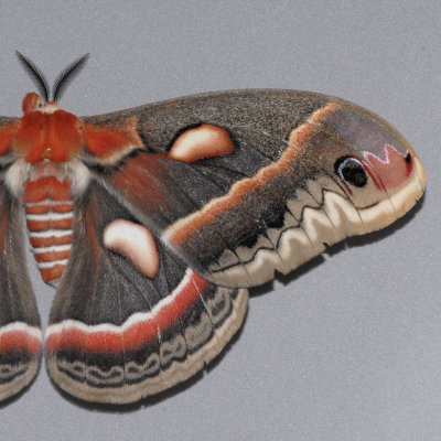 Apatelodidae - Sphingidae (7649 - 7894 )