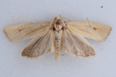 3099  Eucosma bipunctella ***