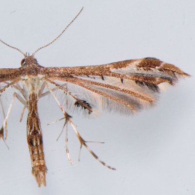 Pterophoridae - Drepanoidea (6089 - 6255)