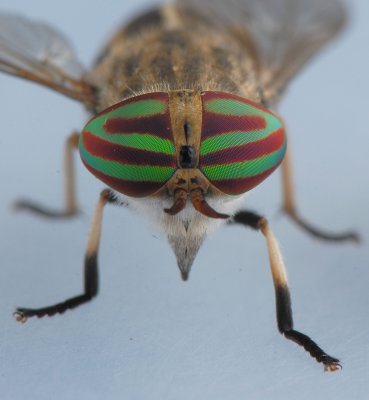 Striped Horse Fly female