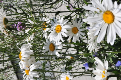 DSC_0217.JPG