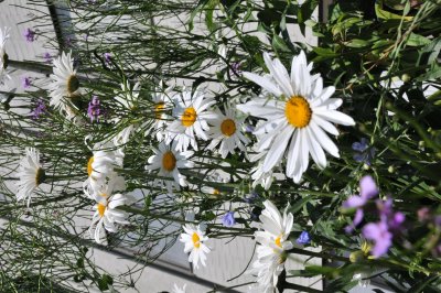 DSC_0219.JPG