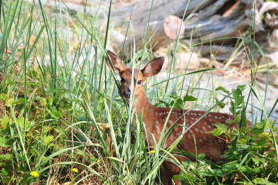 DSC_0448.JPG