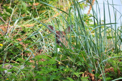 DSC_0455.JPG