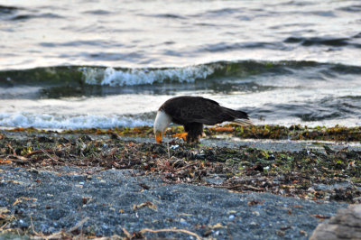 DSC_0285.JPG