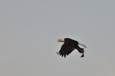 DSC_0540.JPG
