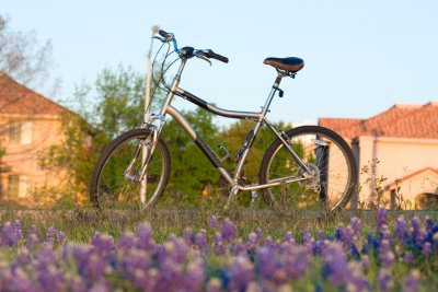 bluebonnets and bicycle