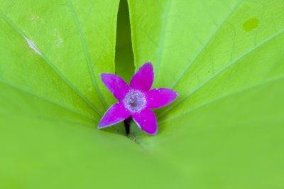 single flower on leaf