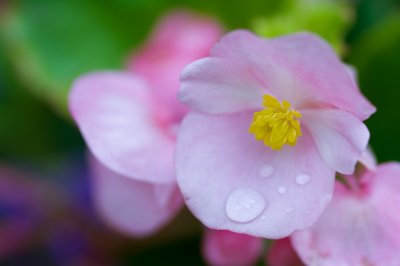 begonia with droplet