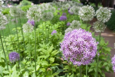 Alliums in the Art Institute garden