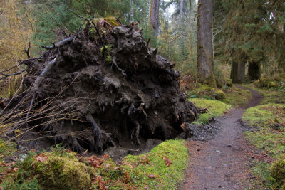 Olympic National Park