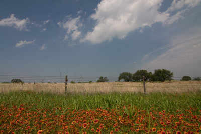 flowers and field