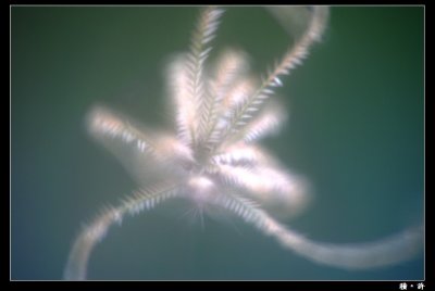 Heligon02.jpg