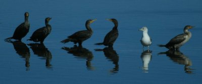 shorebirds reflections gn 2 copy.jpg