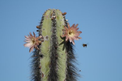 garambullo pollinators