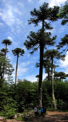 16 araucarias3900ftChile.jpg