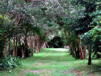 19 Rinimapu Arborleda de Arrayan.jpg