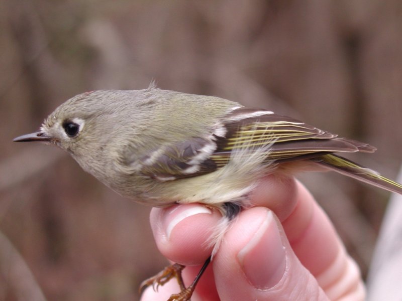 Ruby-crowned Kinglet male