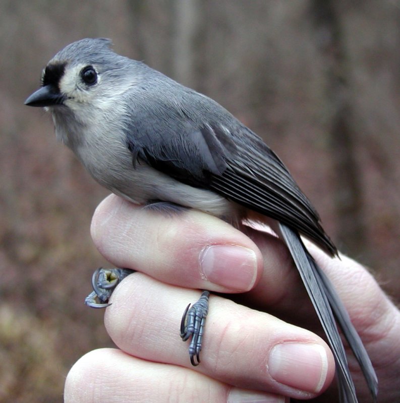 Tufted Titmouse