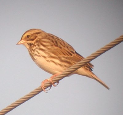 Savannah Sparrow